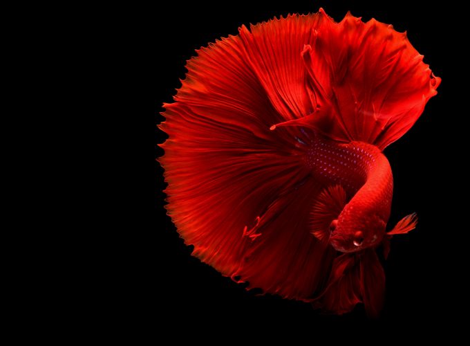 Wallpaper fish, 4k, Animals 1322410716